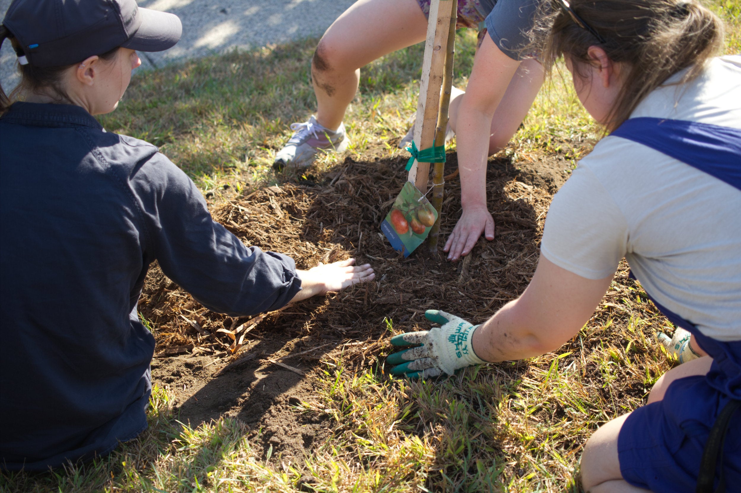 Three people planting a tree in a grassy area at The Black Radish urban farm.
